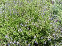 Salvia chamelaeagnea x scabra